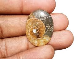 25x18 Ammonite Fossil Stone